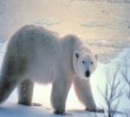 Die Eisb�ren der Hudson Bay